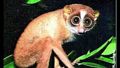New study reveals Slender Lorises as distinct species