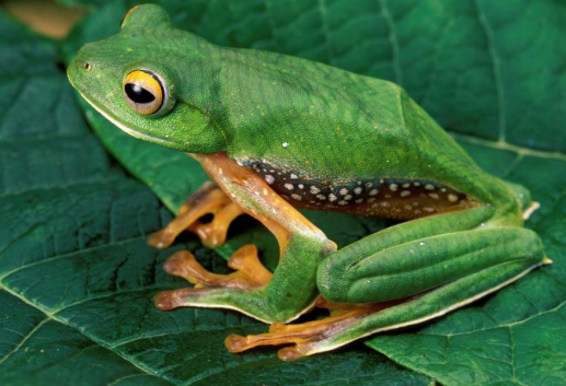 Amphibians are the most threatened vertebrates; climate change and habitat loss are the biggest threats