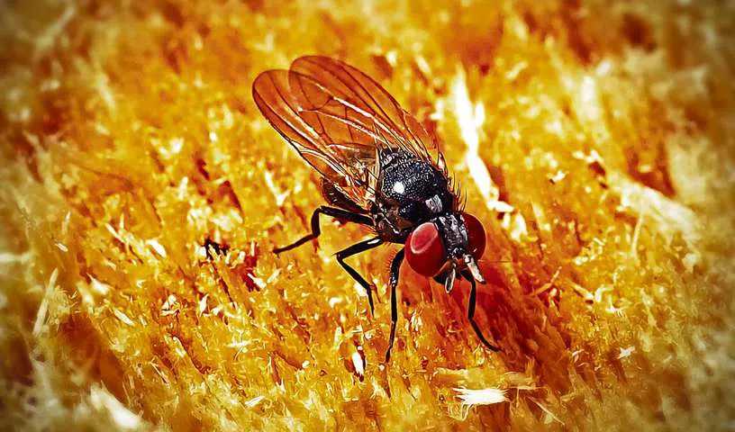 Hyderabad: CCMB researchers use fruit flies to find a cure for microcephaly