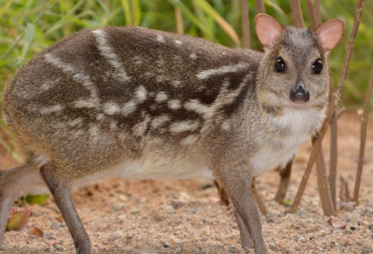 Successful breeding of mouse deer- a story behind discovery of pheromones and postpartum estrus