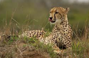 Genetic study traced the source of extinct Indian cheetah
