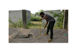 Urban snake ecology revealed through the lens of decadal data on snake rescues in a megacity