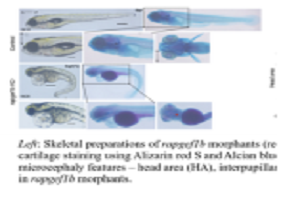 Rapgef1 paralog-mediated regulation of Wnt/β-catenin signaling orchestrates early embryo tissue patterning and morphogenesis